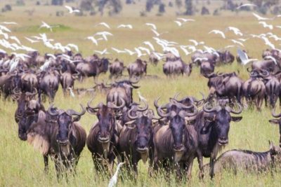 7 Days Best of Tanzania Kenya Safari