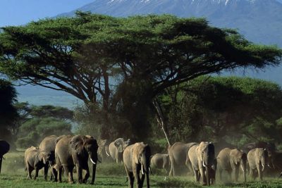 Amboseli National Park Day Trip
