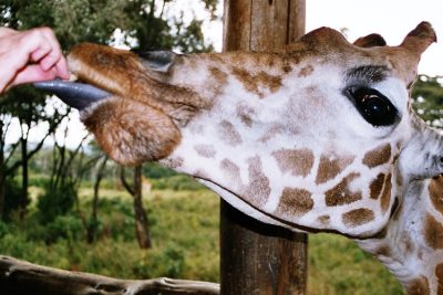 Giraffe Centre Day Tour Nairobi