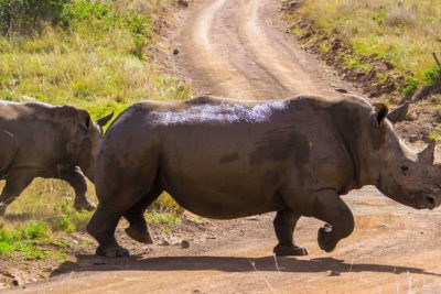 Nairobi National Park Tour