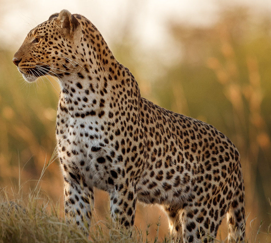 Kenya Safaris and Holidays Ke