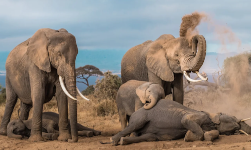 4 days Masai mara – L. Nakuru-Amboseli Safari