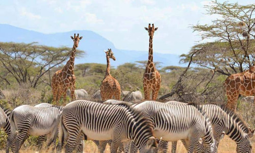 8 Days Amboseli, Samburu, Aberdares, Lake Nakuru & Masai Mara Safari