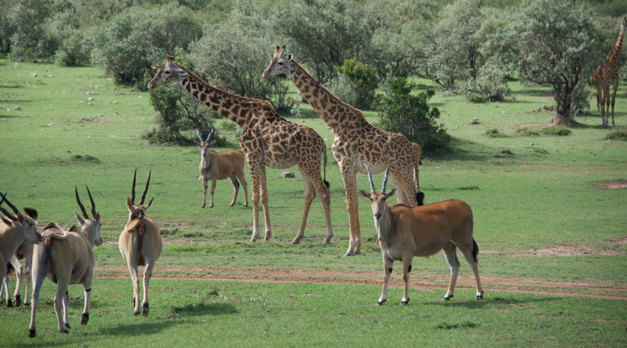 10 Days 9 Nights Safari – Nairobi , Samburu , Ol Pejeta ,Nakuru ,Masai Mara , Mombasa