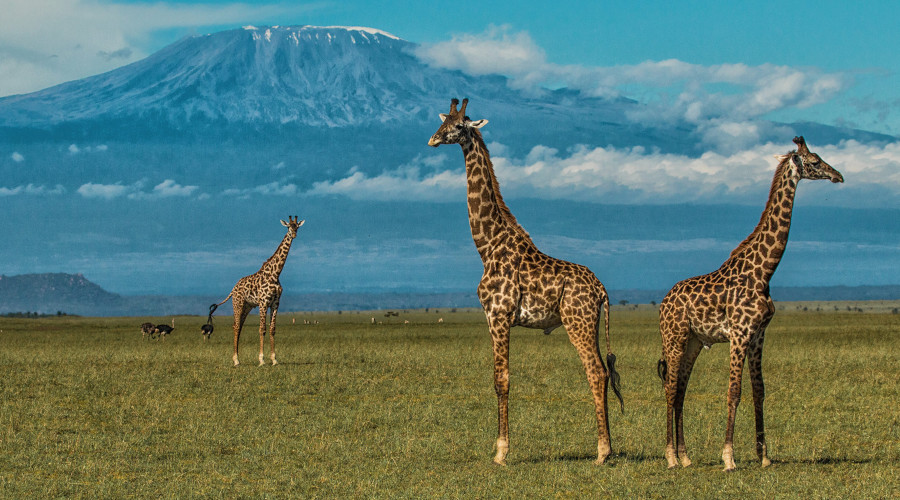3 Days : 2 Nights Safari to Amboseli National Park