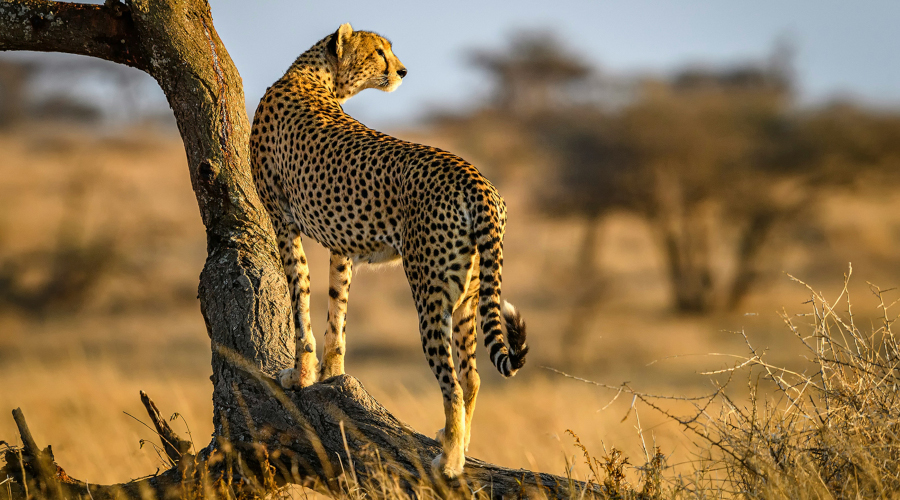 4 Days : 3 Nights Safari – Masai Mara & Amboseli Luxury Fly-inn Package