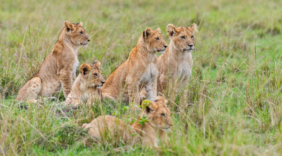 8 Days 7 Nights Safari to Nairobi, Masai Mara, Nakuru, Naivasha, and Amboseli