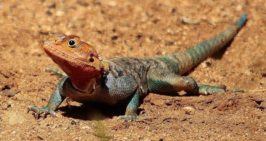 Tsavo East National Park