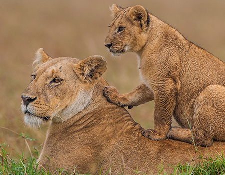 3-days-masai-mara-game-reserve-safari