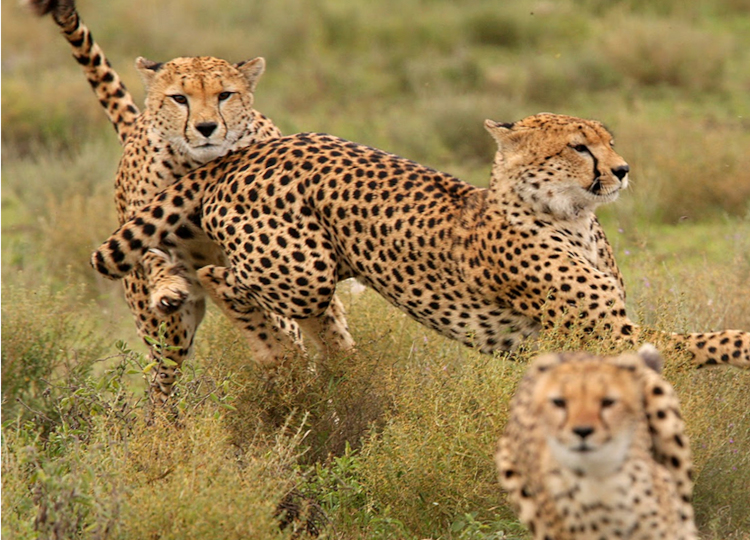 12 Days Kenya & Tanzania Wildlife Safari