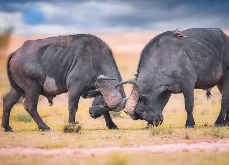 14 Days Masai Mara-Lake Naivasha-Lake Nakuru-Lake Baringo-Lake Bogoria-Samburu-Mount Kenya-Amboseli-Tsavo west-Tsavo East-Nairobi.