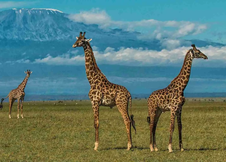 2 Days Amboseli National Park Safari