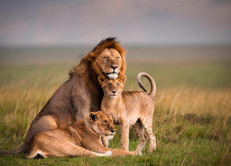 3 Days Masai Mara Game Reserve Safari