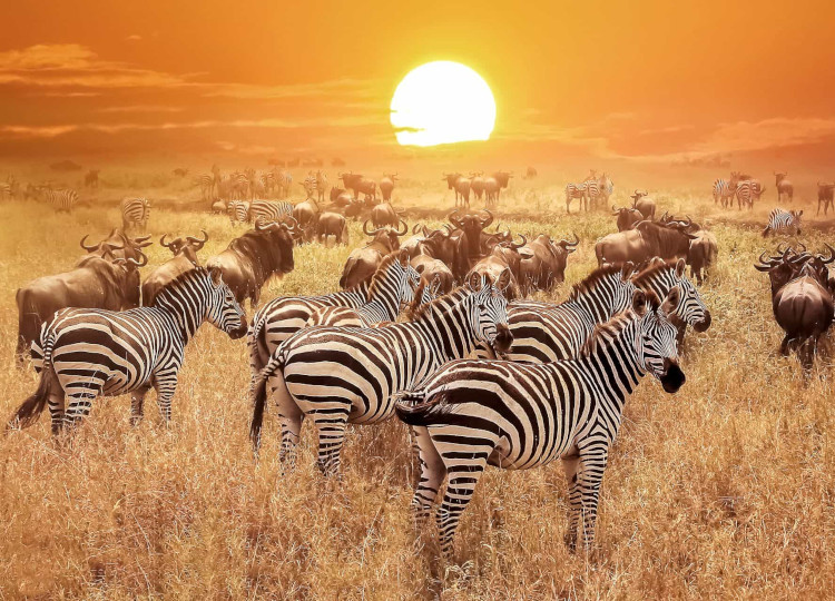 3 Days Serengeti National Park Safari