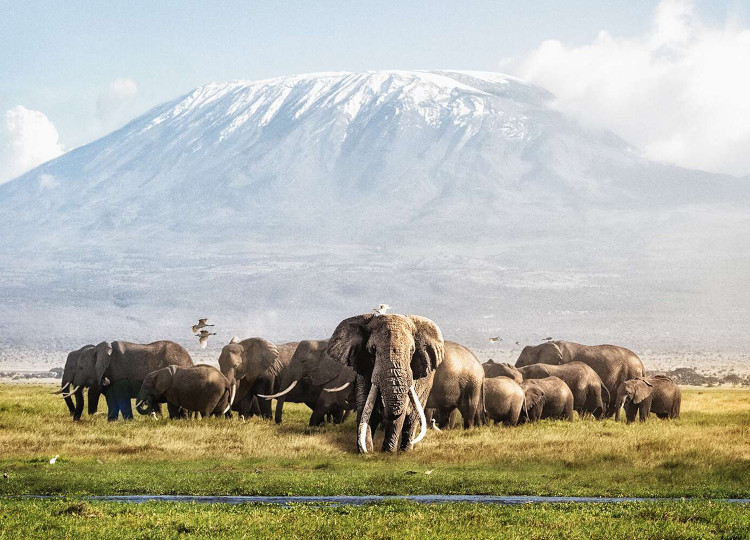 4 Days Amboseli National Park & Masai Mara Safari