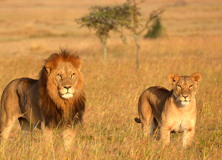 4 Days Ngorongoro Crater & Serengeti National Park Safari