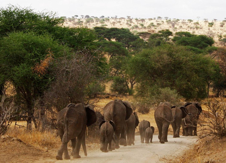 4 Days Tarangire, Ngorongoro Crater & Lake Manyara Safari