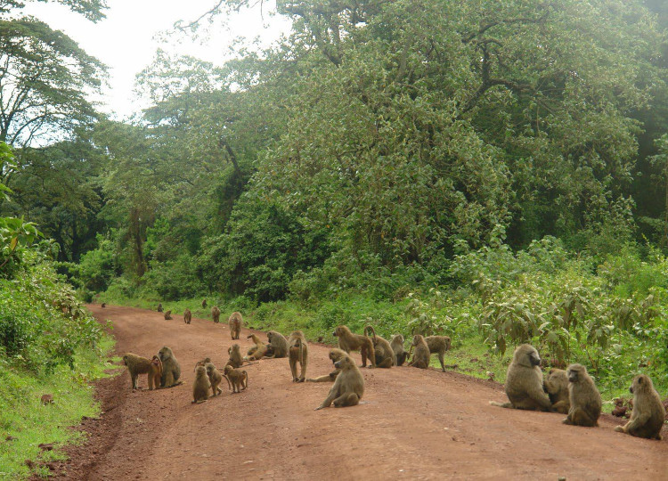 5 Days Lake Manyara, Ngorongoro Crater & Tarangire Safari