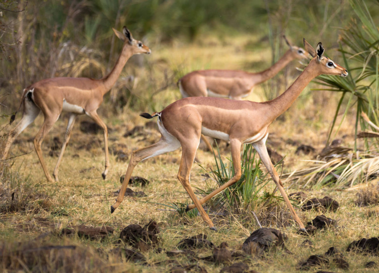 5 Days Samburu, Lake Nakuru and Lake Naivasha Safari