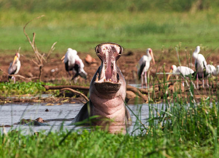 6 Days Best of Tanzania Adventure Safari