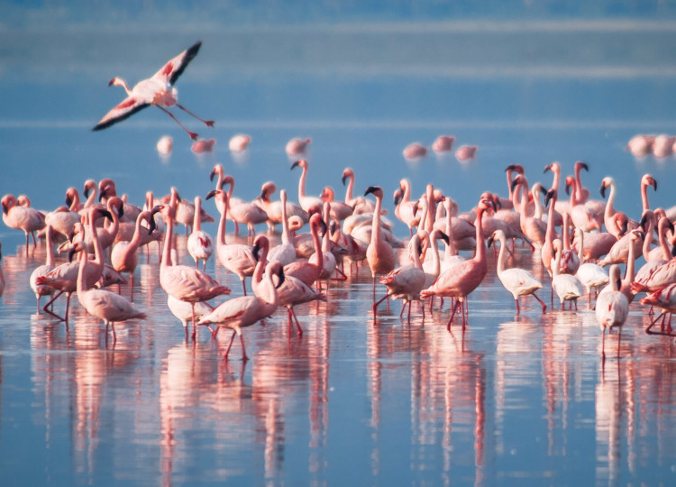7 Days Lake Manyara, Serengeti, Ngorongoro & Tarangire Safari