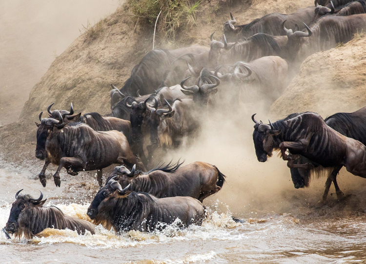 9 Days Amboseli, Serengeti, Lake Manyara & Ngorongoro Crater Safari 1
