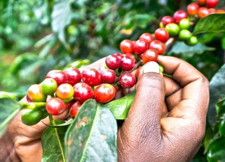 Private day trip to Fairview Coffee Farm